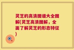 灵芝的高清图谱大全图解(灵芝高清图解，全面了解灵芝的形态特征)