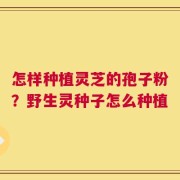 怎样种植灵芝的孢子粉？野生灵种子怎么种植
