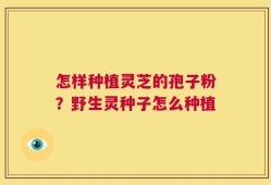 怎样种植灵芝的孢子粉？野生灵种子怎么种植