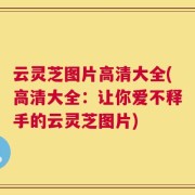 云灵芝图片高清大全(高清大全：让你爱不释手的云灵芝图片)