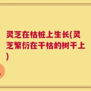 灵芝在枯桩上生长(灵芝繁衍在干枯的树干上)