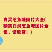 白灵芝鱼塘图片大全(精美白灵芝鱼塘图片全集，请欣赏！)