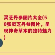 灵芝丹参图片大全(50张灵芝丹参图片，呈现神奇草本的独特魅力)