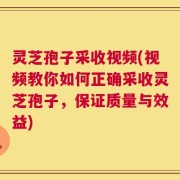 灵芝孢子采收视频(视频教你如何正确采收灵芝孢子，保证质量与效益)