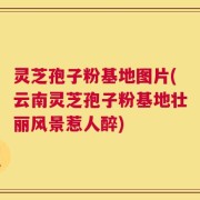 灵芝孢子粉基地图片(云南灵芝孢子粉基地壮丽风景惹人醉)