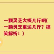 一颗灵芝大概几斤啊(一颗灵芝重达几斤？搞笑解析！)