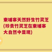 柬埔寨天然野生竹灵芝(珍贵竹灵芝在柬埔寨大自然中显现)