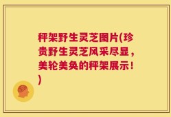 秤架野生灵芝图片(珍贵野生灵芝风采尽显，美轮美奂的秤架展示！)