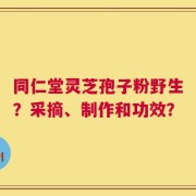 同仁堂灵芝孢子粉野生？采摘、制作和功效？