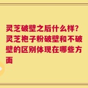 灵芝破壁之后什么样？灵芝袍子粉破壁和不破壁的区别体现在哪些方面