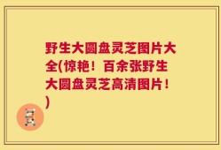 野生大圆盘灵芝图片大全(惊艳！百余张野生大圆盘灵芝高清图片！)