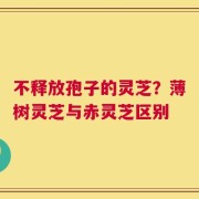不释放孢子的灵芝？薄树灵芝与赤灵芝区别