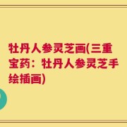 牡丹人参灵芝画(三重宝药：牡丹人参灵芝手绘插画)