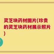 灵芝块药材图片(珍贵的灵芝块药材展示照片)