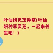 叶仙妍灵芝种草(叶仙妍种草灵芝，一起来养生吧！)