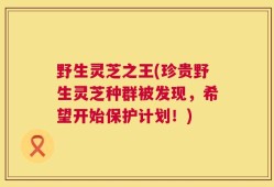 野生灵芝之王(珍贵野生灵芝种群被发现，希望开始保护计划！)