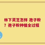 林下灵芝怎样 孢子粉？孢子粉种植全过程