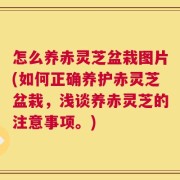 怎么养赤灵芝盆栽图片(如何正确养护赤灵芝盆栽，浅谈养赤灵芝的注意事项。)