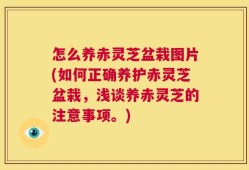 怎么养赤灵芝盆栽图片(如何正确养护赤灵芝盆栽，浅谈养赤灵芝的注意事项。)