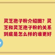 灵芝孢子粉介绍图？灵芝和灵芝孢子粉的关系到底是怎么样的谁更好