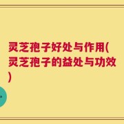 灵芝孢子好处与作用(灵芝孢子的益处与功效)