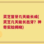灵芝冒牙几天能长成(灵芝几天能长出牙？神奇实验揭晓)