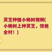 灵芝种植小杨树视频(小杨树上种灵芝，惊艳全村！)