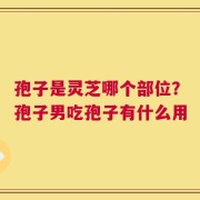 孢子是灵芝哪个部位？孢子男吃孢子有什么用