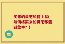 买来的灵芝如何上盆(如何将买来的灵芝移栽到盆中？)