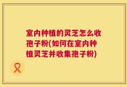 室内种植的灵芝怎么收孢子粉(如何在室内种植灵芝并收集孢子粉)