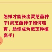 怎样才能长出灵芝菌种子(灵芝菌种子如何培育，助你成为灵芝种植高手)