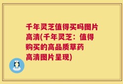 千年灵芝值得买吗图片高清(千年灵芝：值得购买的高品质草药  高清图片呈现)