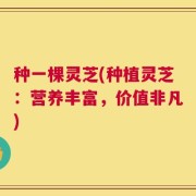 种一棵灵芝(种植灵芝：营养丰富，价值非凡)