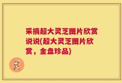 采摘超大灵芝图片欣赏说说(超大灵芝图片欣赏，金盘珍品)