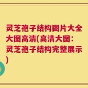 灵芝孢子结构图片大全大图高清(高清大图：灵芝孢子结构完整展示)
