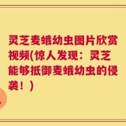 灵芝麦蛾幼虫图片欣赏视频(惊人发现：灵芝能够抵御麦蛾幼虫的侵袭！)