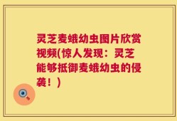 灵芝麦蛾幼虫图片欣赏视频(惊人发现：灵芝能够抵御麦蛾幼虫的侵袭！)