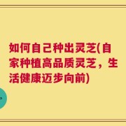 如何自己种出灵芝(自家种植高品质灵芝，生活健康迈步向前)