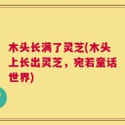 木头长满了灵芝(木头上长出灵芝，宛若童话世界)