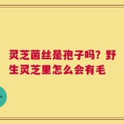 灵芝菌丝是孢子吗？野生灵芝里怎么会有毛
