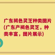 广东褐色灵芝种类图片(广东产褐色灵芝，种类丰富，图片展示)