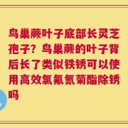 鸟巢蕨叶子底部长灵芝孢子？鸟巢蕨的叶子背后长了类似铁锈可以使用高效氯氟氰菊酯除锈吗