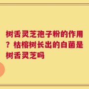 树舌灵芝孢子粉的作用？枯榕树长出的白菌是树舌灵芝吗
