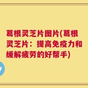 葛根灵芝片图片(葛根灵芝片：提高免疫力和缓解疲劳的好帮手)