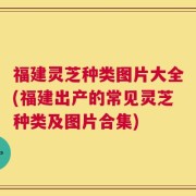 福建灵芝种类图片大全(福建出产的常见灵芝种类及图片合集)