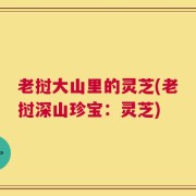 老挝大山里的灵芝(老挝深山珍宝：灵芝)