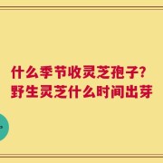 什么季节收灵芝孢子？野生灵芝什么时间出芽