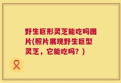 野生巨形灵芝能吃吗图片(照片展现野生巨型灵芝，它能吃吗？)