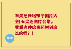 石灵芝长啥样子图片大全(石灵芝图片合集，看看这种珍贵药材到底长啥样？)