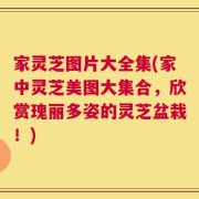 家灵芝图片大全集(家中灵芝美图大集合，欣赏瑰丽多姿的灵芝盆栽！)